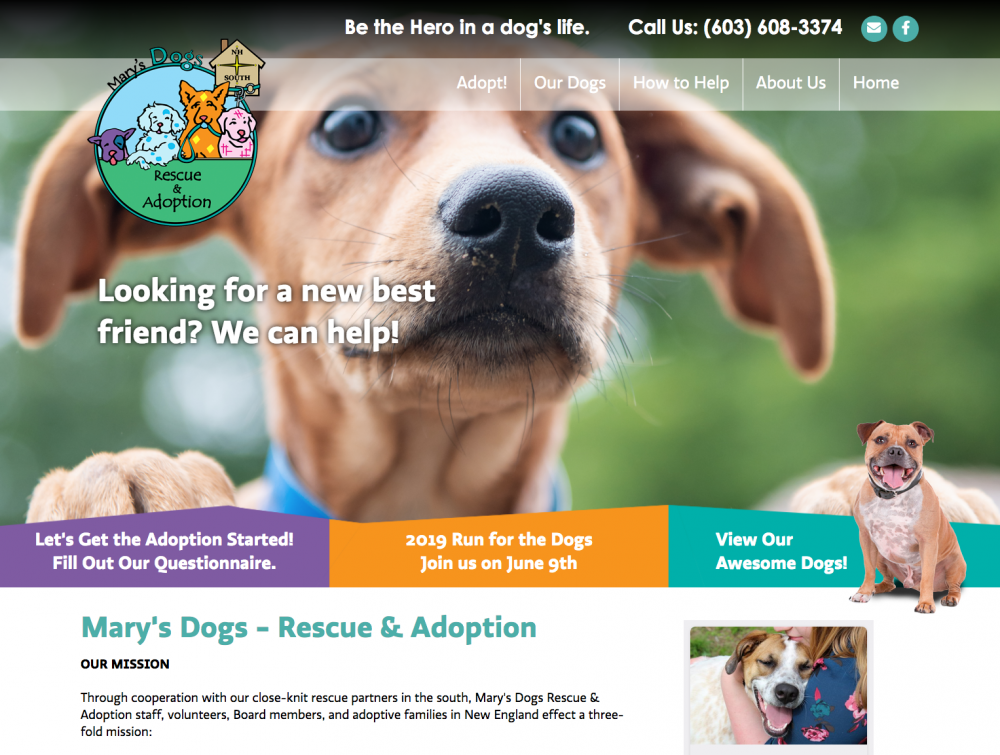 Marys Dogs Rescue and Adoption